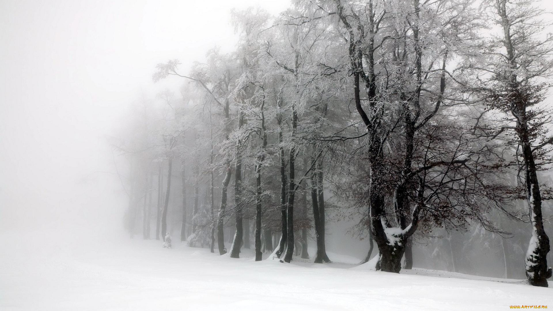 Деревья в снегу и туман